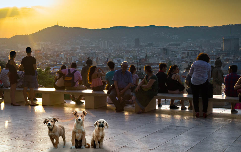 Barcelona con perro