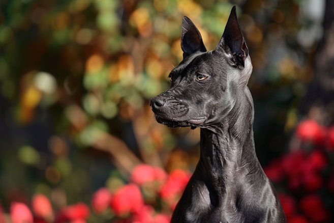 perro peruano