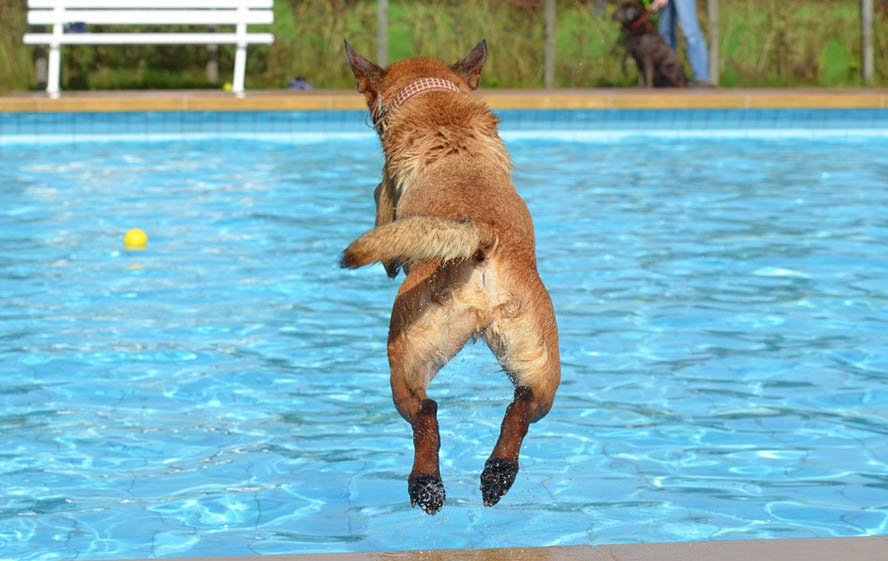 Perros en piscinas