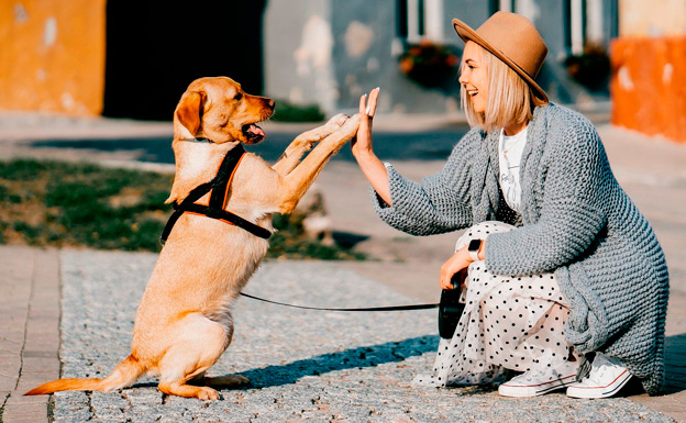 las hormonas y la relacion humano perro