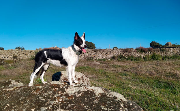 paseos con perro