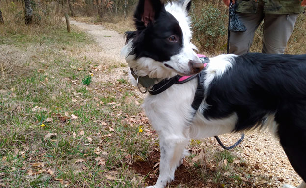 Visita a Atapuerca con perro