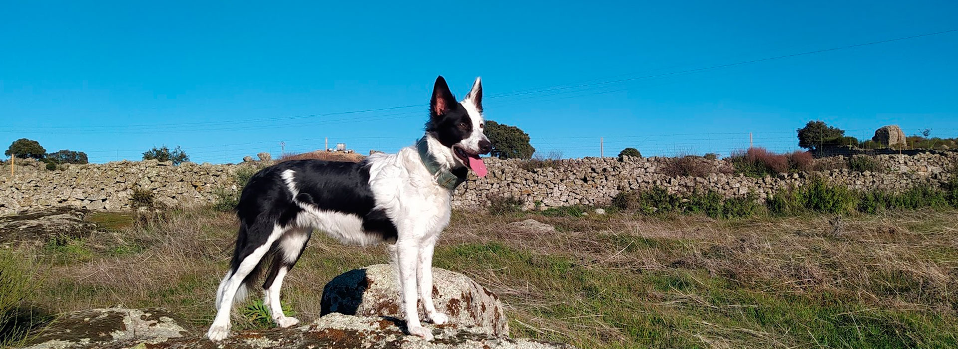 Paseos con perros