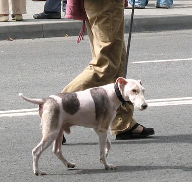 el perro viajero