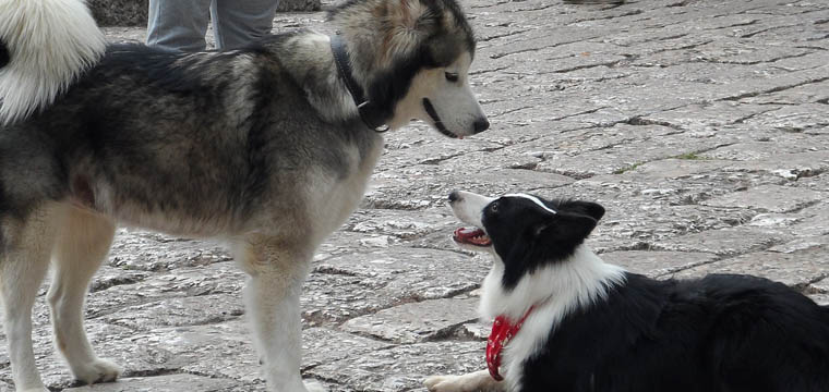 el perro mas viajero