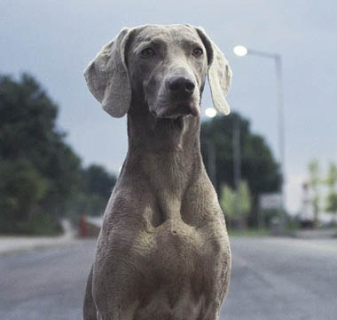 nuestro perro viajero