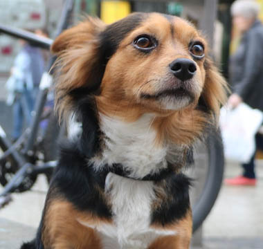 perros viajeros