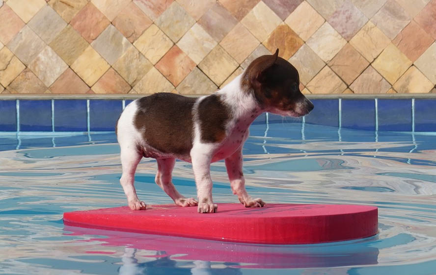 Perros en piscinas