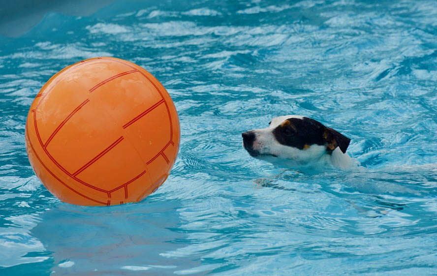 Perros en piscinas
