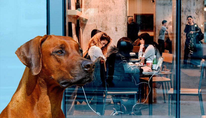 Viajar con perros Gijón con mascotas