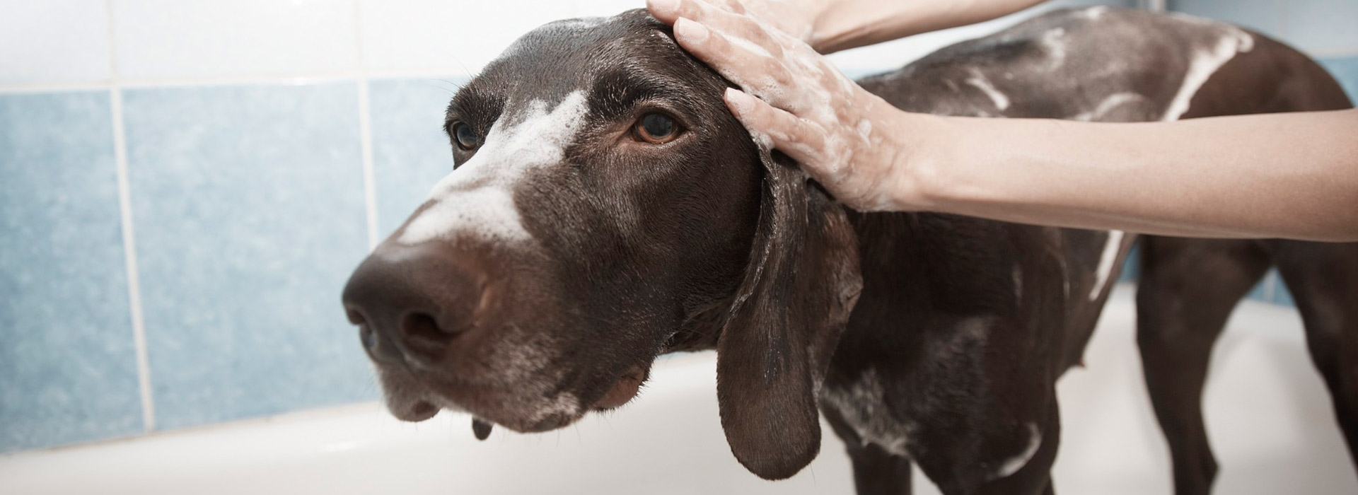 el baño de los perros