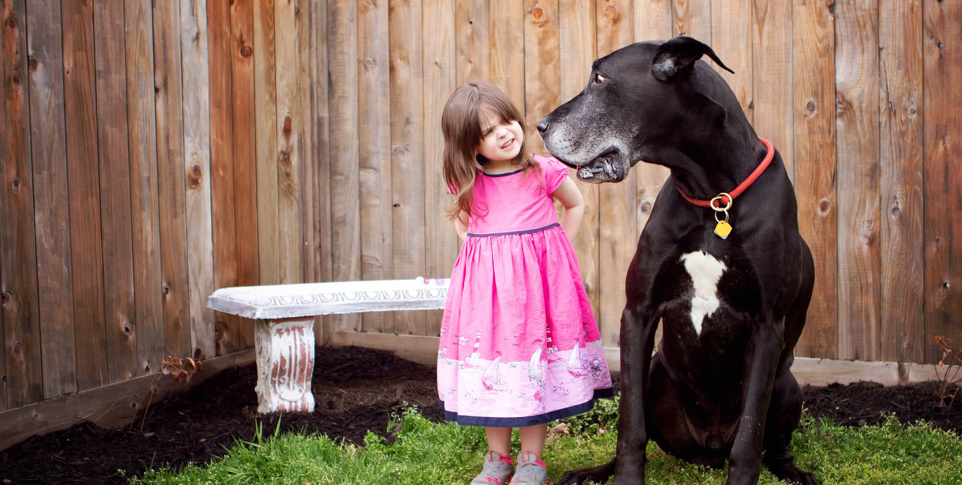 Alimentacion para perros