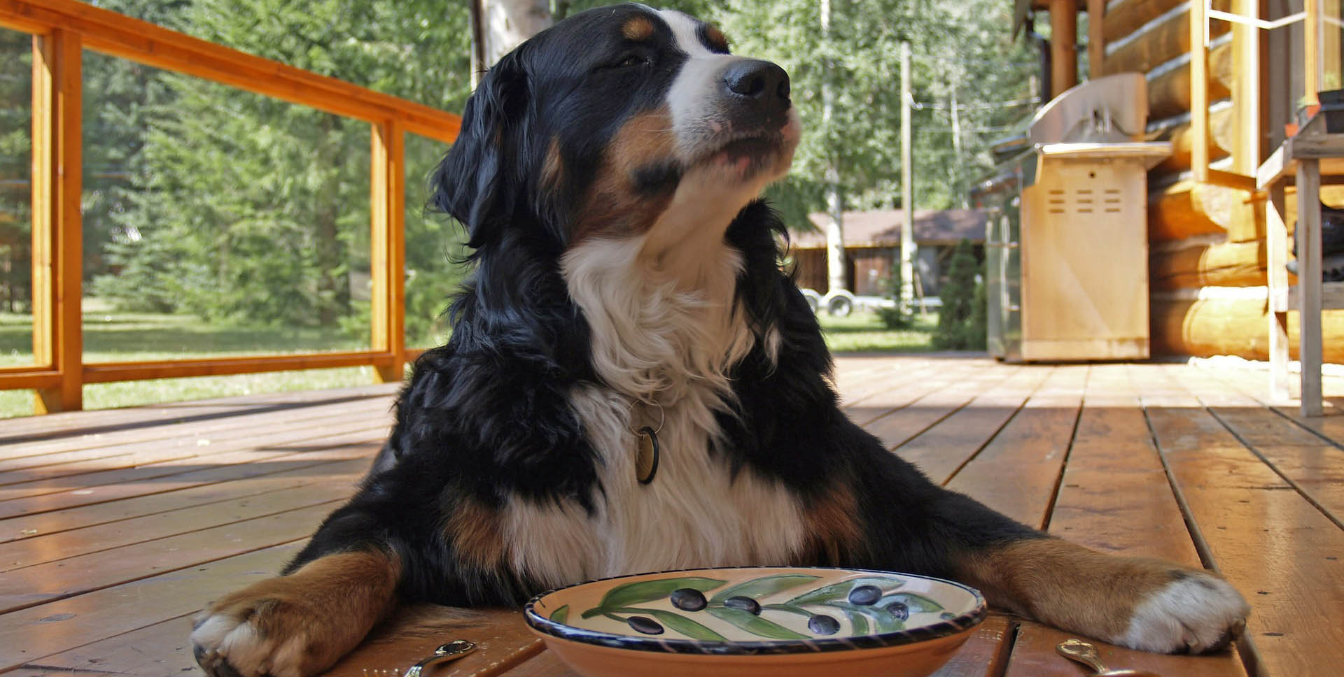 Perro sano