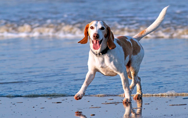 duda Presunción coser Viajar con perros | Playas para ir con perro en toda España