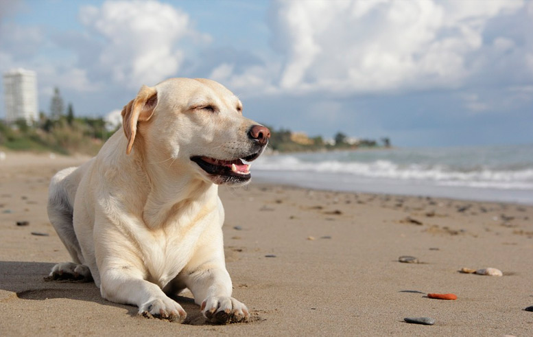 Engreído Bungalow En necesidad de Viajar con perros | Playas para ir con perro en toda España
