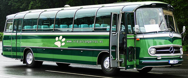 autobus con perro